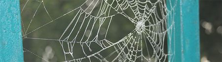 web web